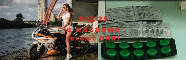прущие грибы Бородино
